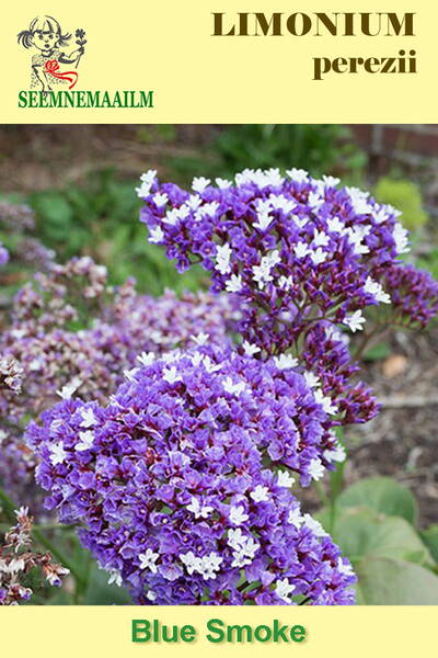 Кермек Переса "Синий дым" (Limonium perezii)